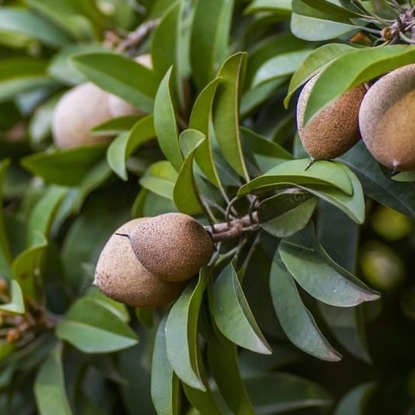 Fruits Plants